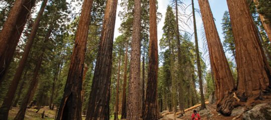 Bekende natuurparken