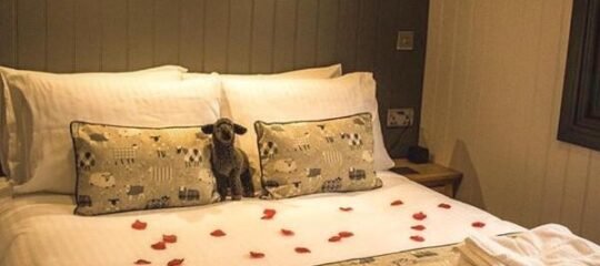 Springwood Shepherd Huts Glamping York