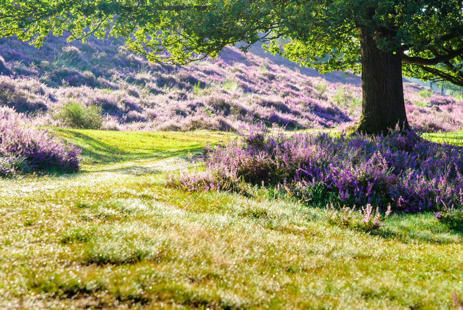 Corsendonk Hooge Heyde wandelarrangement | Verblijf 2 dagen in de prachtige bossen van Kasterlee (1,5u vanaf Utrecht)