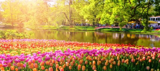 Courtyard by Marriott | Ontdek de pracht van de Keukenhof en de charme van Haarlem
