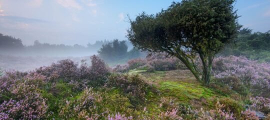 Hotel 46 | Verken de prachtige naaldbossen en heidevelden van Noord-Brabant | Half pension