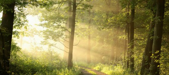 Parkhotel Horst | 4-Daags minivakantie ontspanning nabij Nationaal Park de Maasduinen | incl. diner