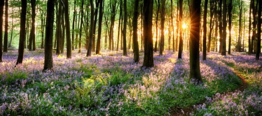 Resort Bad Boekelo | Heerlijk ontspannen in Twente