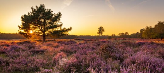 Resort Bad Boekelo | Verken en beleef Twente tijdens minivakantie | incl. 3-gangendiner