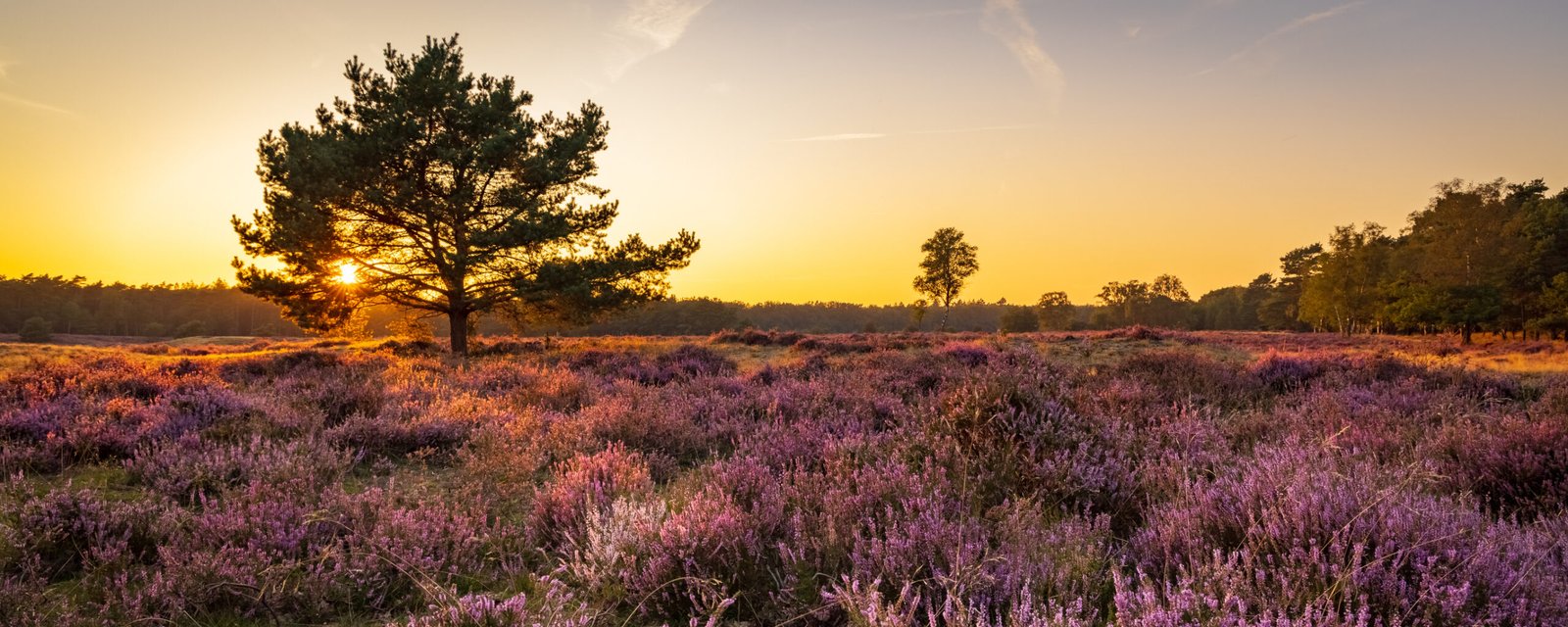 Resort Bad Boekelo | Verken en beleef Twente tijdens minivakantie | incl. 3-gangendiner