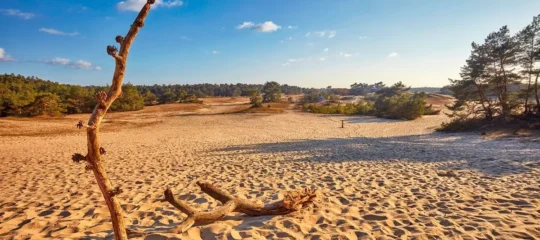 Veluwe Hotel de Beyaerd | 4-Daags verblijf in een natuurparadijs op de Veluwe | incl. diner