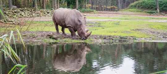 Citytrip Arnhem Burgers’ Zoo